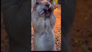 Alvin The Scatman" Chipmunks #djplaylist #funnysongs #funnyvideo #funnyshorts