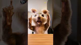 When your friend thinks he can sing 🙂 #squirrel #egofilm