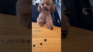 主さんのご飯が気になるあんちゃん🐶🤤