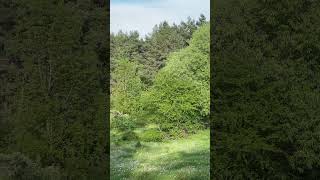 Наш ліс #foryou #nature #forest #ліс #природа