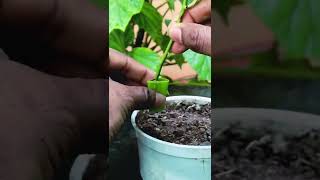 How to grow rose plants from cutting in a aloe vera #paasiart #shorts #roseplant  #aloevera