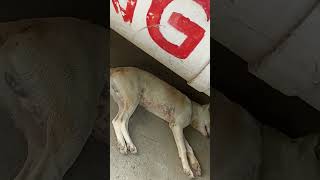 dogy 😁😁😱 #trending #comedy #shorts #youtubeshorts