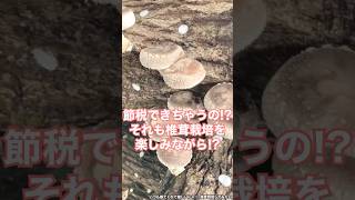 [Tax measures] Shiitake mushroom trees that help you save on taxes 🍄‍🟫 #taxsaving #shorts