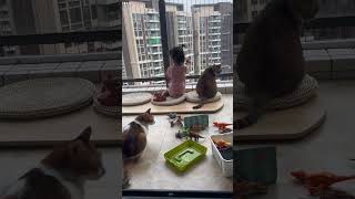 #当人类幼崽遇到小动物 #谁能拒绝傻憨憨的小猫咪 #猫和孩子 #这小猫谁养谁不迷糊