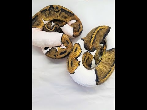 Introducing Clutch X (Ball Python Breeder)
