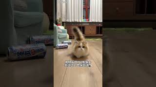 【#雪球日记】猫猫保龄球“自带回弹” #猫咪的迷惑行为 #萌宠