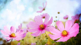 Morning Relaxing Music - Happy and Positive Energy (Diana)