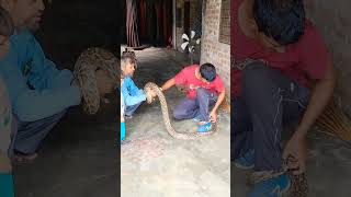 #snake घायल अजगर देखिये 🥺🥺 Talib bhai ने किया इलाज ☺️