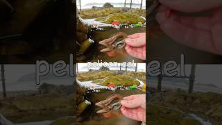 Sea Animal Names at the Rock Pool for Kids to Learn: Walrus Starfish Pelican Eel Whale