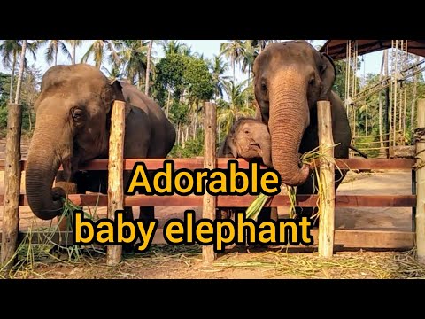 Adorable baby elephant 💙❤️💙 😍