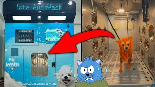 Summary of Why an Auto Dog Washer in S’pore Was Suspended