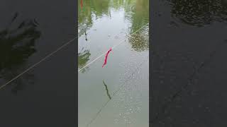 #Day11 #fish #fishfeeding #smallfishes #ponds #fishinglife #shorts #shortsviral #fishtank  #fishfood