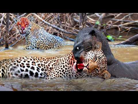 This Amazon Predator Even Jaguars Fear