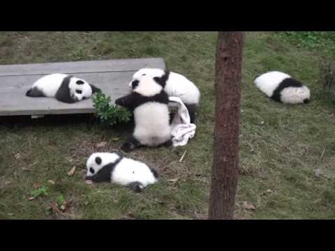 Beautiful Palaces in the World - Giant Panda Breeding Center, Chengdu, China - HD