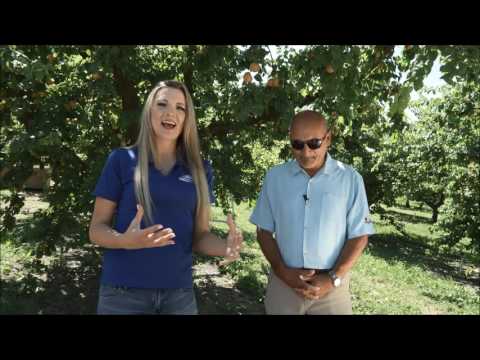 Apricot Orchards