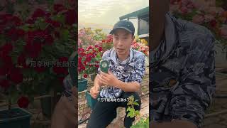 土壤检测仪含水量酸碱度检测仪浇水辅助工具 真的非常实用，对于经常烂根闷根的花友，强烈推荐入手#土壤检测仪 #湿度检测仪 #酸碱度检测仪 #浇水工具
