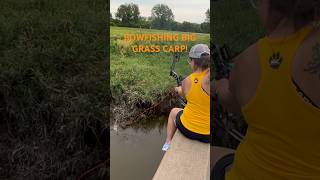 BIG GRASS CARP! BOWFISHING! #bowfishing #grasscarp