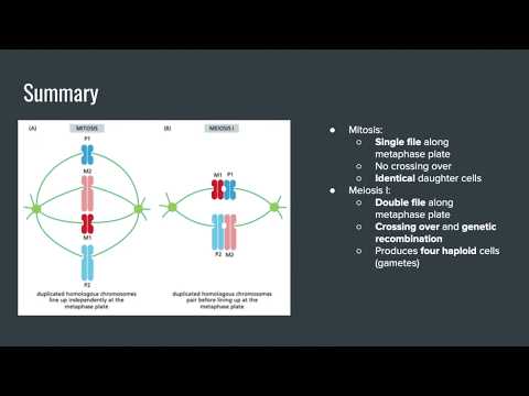 Metaphase in Mitosis and Meiosis (BIOS 041)
