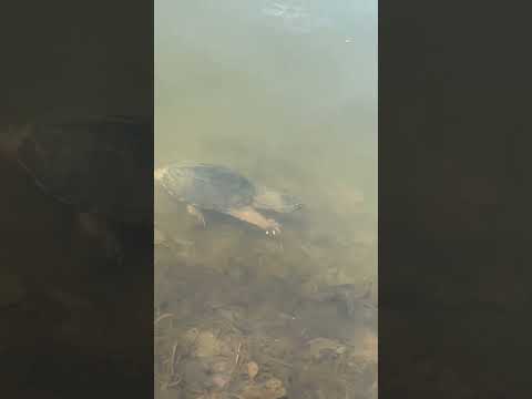 🐢🐢🐢