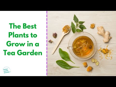What to Plant in a Tea Garden