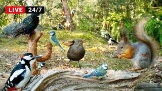 🔴24/7 LIVE Cat TV😺 Non-Stop BIRDS and Squirrels in Relaxing Forest Corner