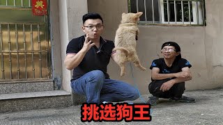 如何挑选狗王，学会两个绝招，轻松从一窝狗中挑出狗王