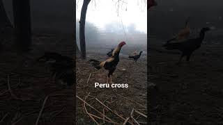Peru cross patta#peru #bhimavaram #topquality
