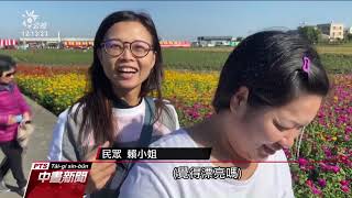 休耕期間轉種綠肥花卉 嘉巿觀光花海吸睛 20191208 公視中晝新聞