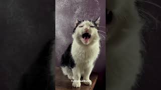 Naughty Cats Meowing Nonstop - Too Funny to Ignore! 😹
