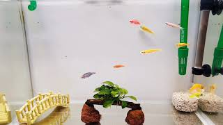 紅黃二隻斑馬魚，快速緊追一隻藍色斑馬魚，這是怎麼回事..？