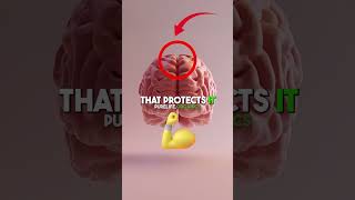 What Is A Leaky Brain And How Can You Fix It