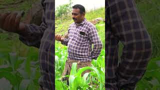 Kaizen II – Double Power for Healthy Maize #agrifuture #agriculturebusiness #cropyield #natural