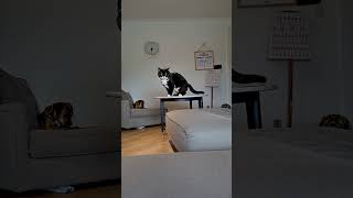 Epic Cat Jump FAIL! 😂🐱 #FunnyCat #CatFails #JumpFail #PetHumor #ViralCats #furrycomedy