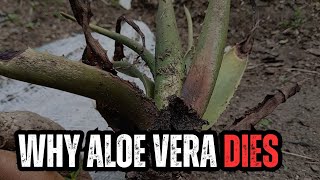 Why Your Aloe Vera Dies in the Ground & How I Brought Mine Back To Life
