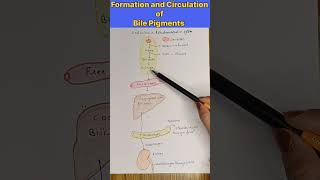 Formation and Circulation of Bile Pigments  #shorts  #youtubeshorts