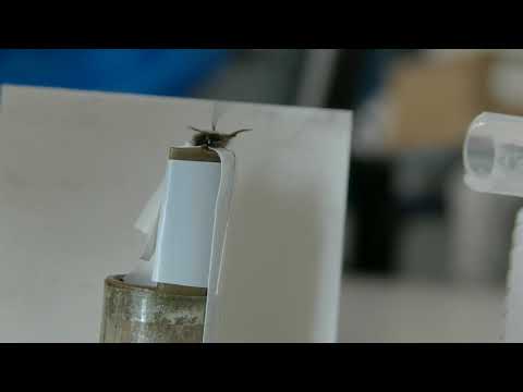 Proboscis extension response by a honey bee after odour learning