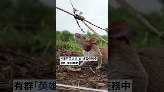 柬埔寨「英雄鼠」排雷 協助清理近17萬枚爆炸物｜#公視新聞網 #Shorts