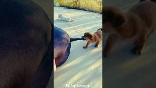 dog robot comedy video #funny #comedy #dog #video #robot