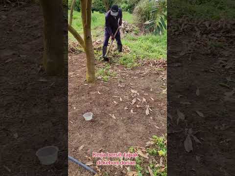 Pekerja tengah bersih tapak kebun #pahangdurian