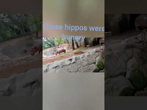 We were at a zoo #zoo #dinosaurs #hippopotamus #bengal tiger