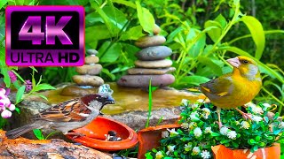 🐦 4K Cat TV – Calming Bird Watching & Water Sounds | Cat Games & Bird Videos for Cats