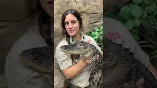 Why You Cant Have A Pet Alligator!