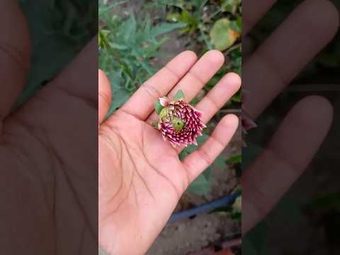 Dahlia flower blooming #flowers #garden #shortsvideo