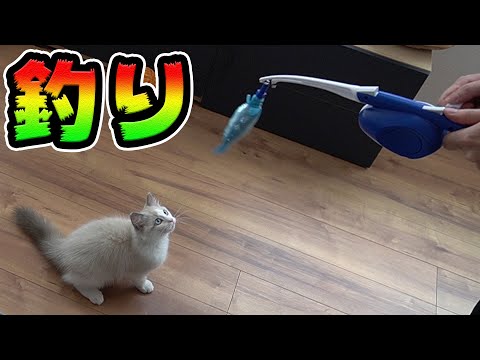 子猫の１本釣り　ラグドールVSサカナ