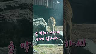 (2023.3.26) 응가싸고 풀 뜯어먹는 막둥이 금강이~#시베리아호랑이 #서울대공원_동물원 #금강이 #tiger #siberiantiger