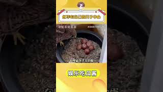 紅隼有自己的月子中心#紅隼 #動物的迷惑行為#奇妙的動物 #萬萬沒想到 抖音小助手