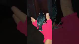 Burung elang terkecil di dunia #Alcap #burung #burungjinak