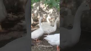 #geesefarming #geesefeeding #geesehunting #geesefeeding #geeselive