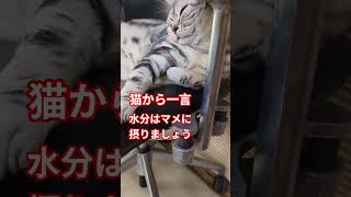 #猫#cat#ねこのいる生活 #japan #catshorts