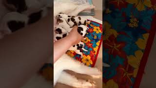 My baby Dog giving birth to 6 cows.🤭🐄🐄🐄